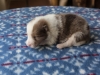 Cambo, sable merle male 13 days