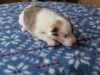 Cambo, sable merle male 13 days