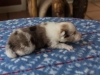 Cambo, sable merle male 13 days
