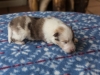 Cambo, sable merle male 13 days