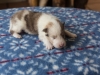 Cambo, sable merle male 13 days