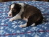 Minolta, sable, female, 13 days old