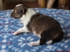 Minolta, sable, female, 13 days old