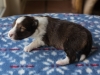 Minolta, sable, female, 13 days old