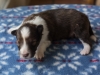Minolta, sable, female, 13 days old