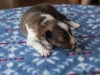 Minolta, sable, female, 13 days old