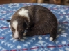 Argus, sable male, 13 days old
