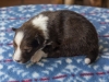 Argus, sable male, 13 days old