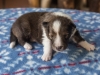 Argus, sable male, 13 days old