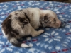 Leica, merle, male 13 days old