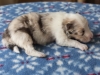 Leica, merle, male 13 days old