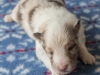 Leica, merle, male 13 days old