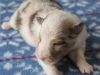 Leica, merle, male 13 days old
