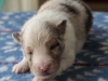 Leica, merle, male 13 days old
