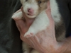 Cambo, Lucy\'s puppy at 19 days.