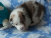 Cambo, Lucy\'s puppy at 19 days.