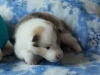 Cambo, Lucy\'s puppy at 19 days.