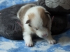 Cambo, Lucy\'s puppy at 19 days.