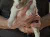 Leica, male 19 days old