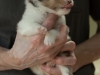 Leica, male 19 days old