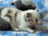 Leica, male 19 days old