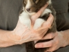 Argus, male puppy, 19 days old.