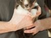 Argus, male puppy, 19 days old.
