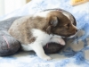 Argus, male puppy, 19 days old.