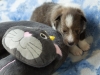 Argus, male puppy, 19 days old.
