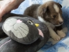 Argus, male puppy, 19 days old.