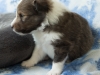 Argus, male puppy, 19 days old.