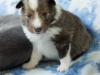 Argus, male puppy, 19 days old.