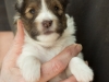 Minolta, female puppy at 19 days old.