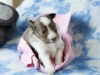 Minolta, female puppy at 19 days old.