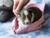 Minolta, female puppy at 19 days old.