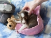 Minolta, female puppy at 19 days old.