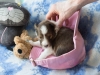 Minolta, female puppy at 19 days old.