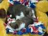 Lucy's puppies at four weeks.