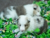 Lucy's puppies at four weeks.