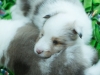 Lucy's puppies at four weeks.