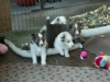 Lucy's puppies at four weeks.