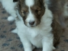 Lucy's puppies at four weeks.