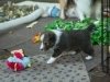 Lucy's puppies at four weeks.
