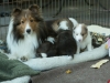 Lucy's puppies at four weeks.