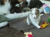 Lucy's puppies at four weeks.
