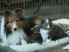 Lucy's puppies at four weeks.