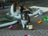 Lucy's puppies at four weeks.