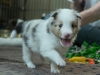 Lucy's puppies at four weeks.