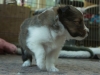 Lucy's puppies at four weeks.