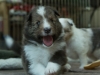 Lucy's puppies at four weeks.